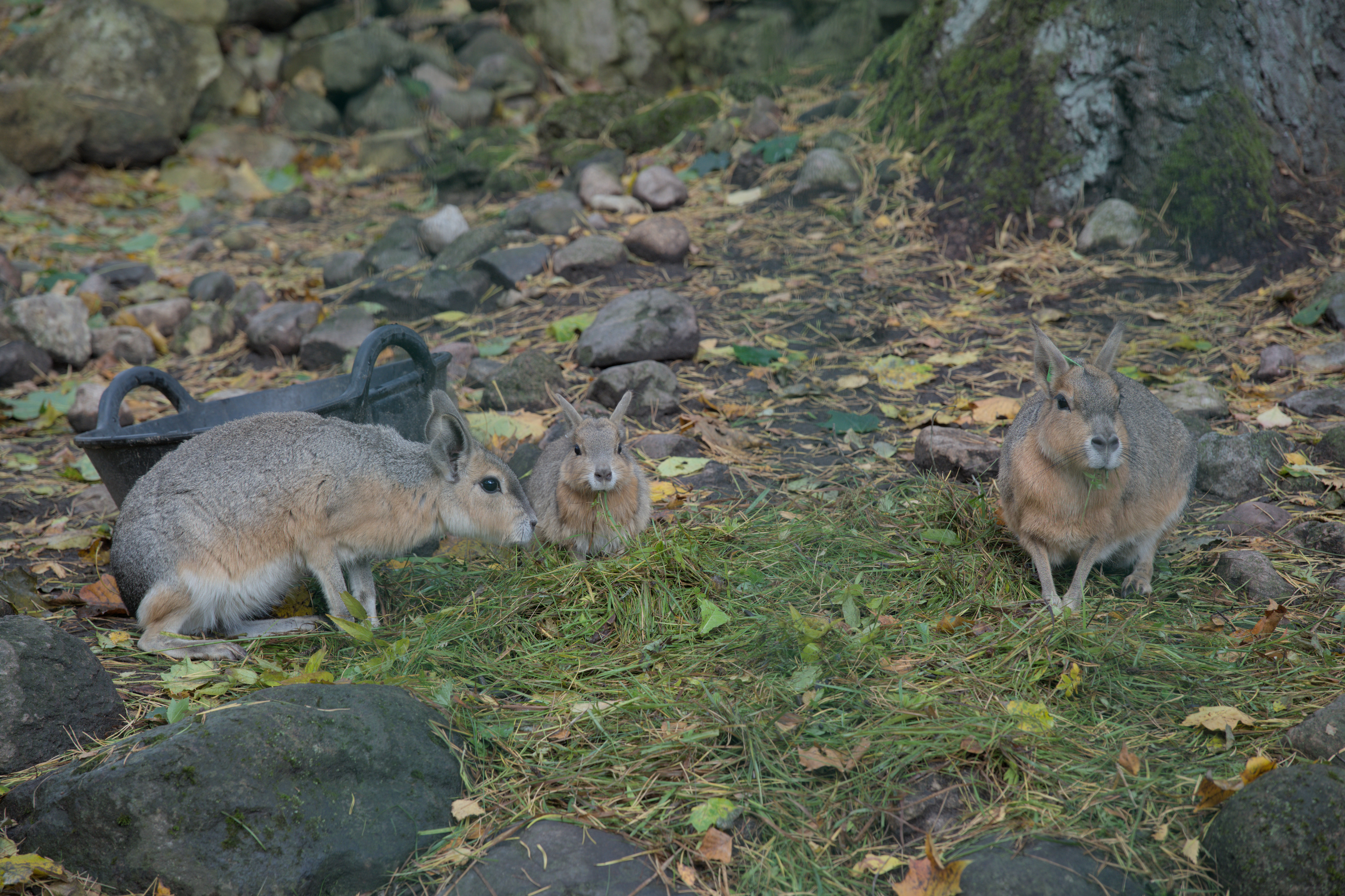 2025/10/12 - zoo/DSC_0015.jpg